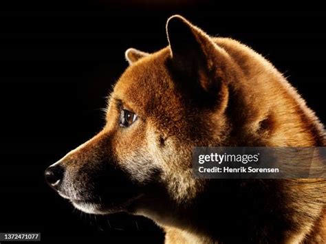 shiba inu photography|4,155 Shiba Inu Dog Stock Photos & High